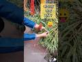 পাহাড়ে গিয়ে কী গাছ চুরি করলাম ? 😲😱#shorts #spiderplant #ytshorts #kalimpong #viral