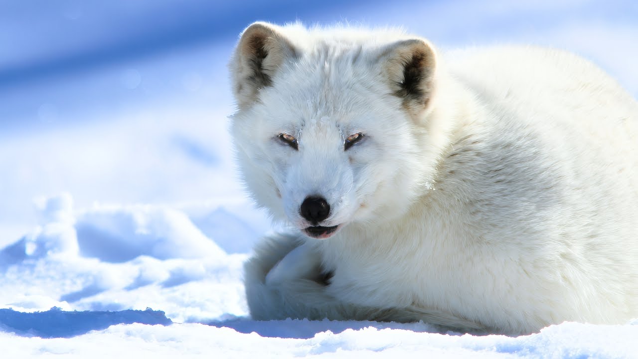 Arctic Fox: Мастера выживания зимой! ❄️🦊