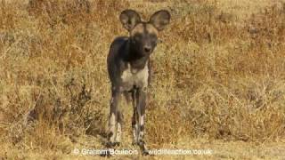 At An African Wild Dog Den