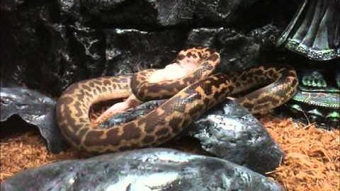 Spotted Python (Antaresia Maculosa) strikes and eats hopper rat