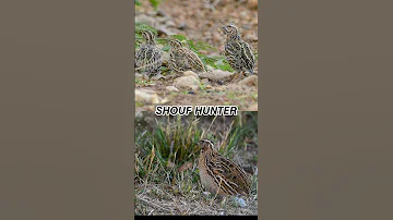 صوت السمان فري Huntingseason Birdcall Birds Nature 