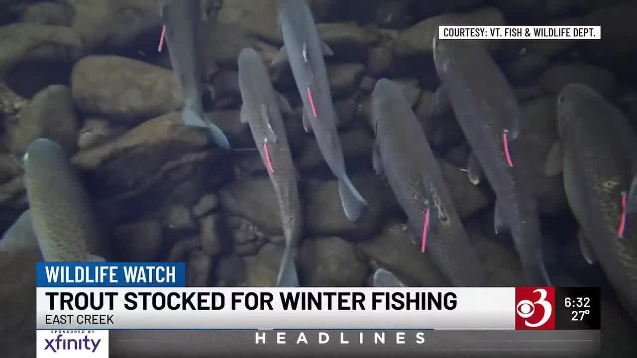 Pilot project seeks to boost interest in winter trout fishing