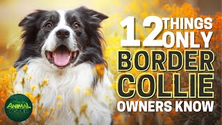 12 Things Only Border Collie Dog Owners Understand