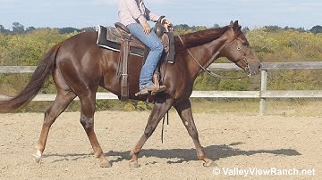 Summersweet - jog, lope, stops, turns! - ValleyViewRanch.net
