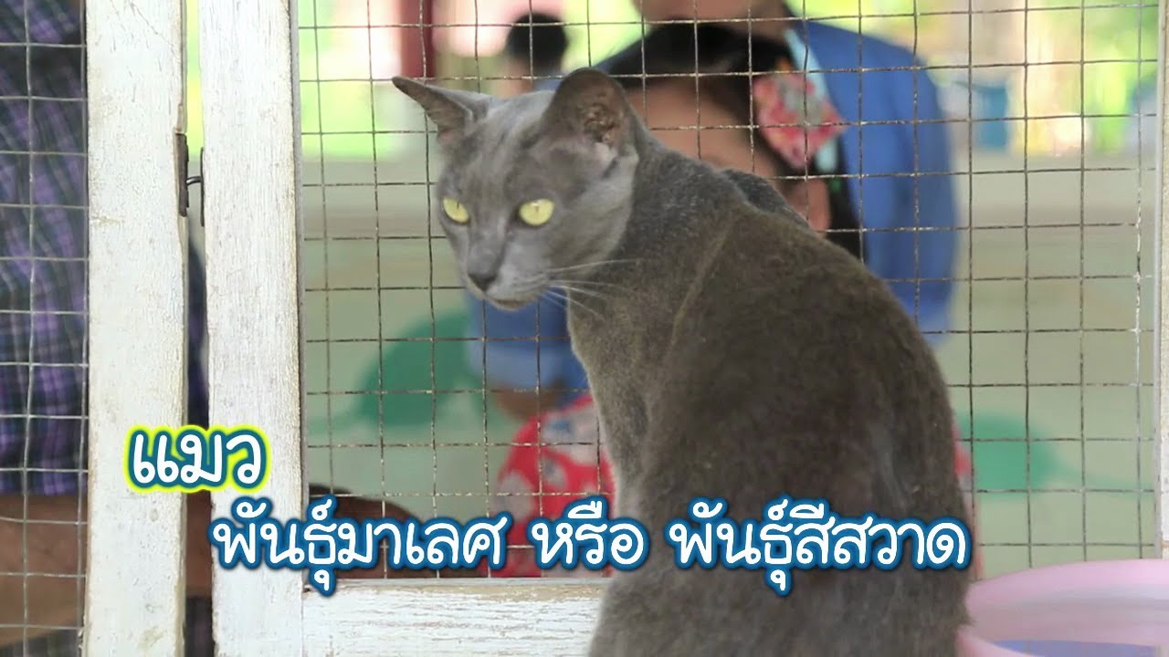 [Clip] Animals speak : ทำไมแมวสีสวาด ถึงนิยมนำไปแห่นางแมว