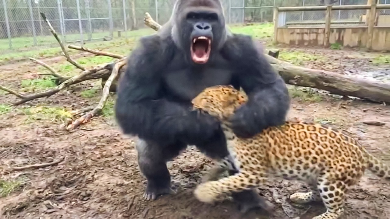 “Wild Animals in Action: Caught on Camera During Their Rampage!” – Video