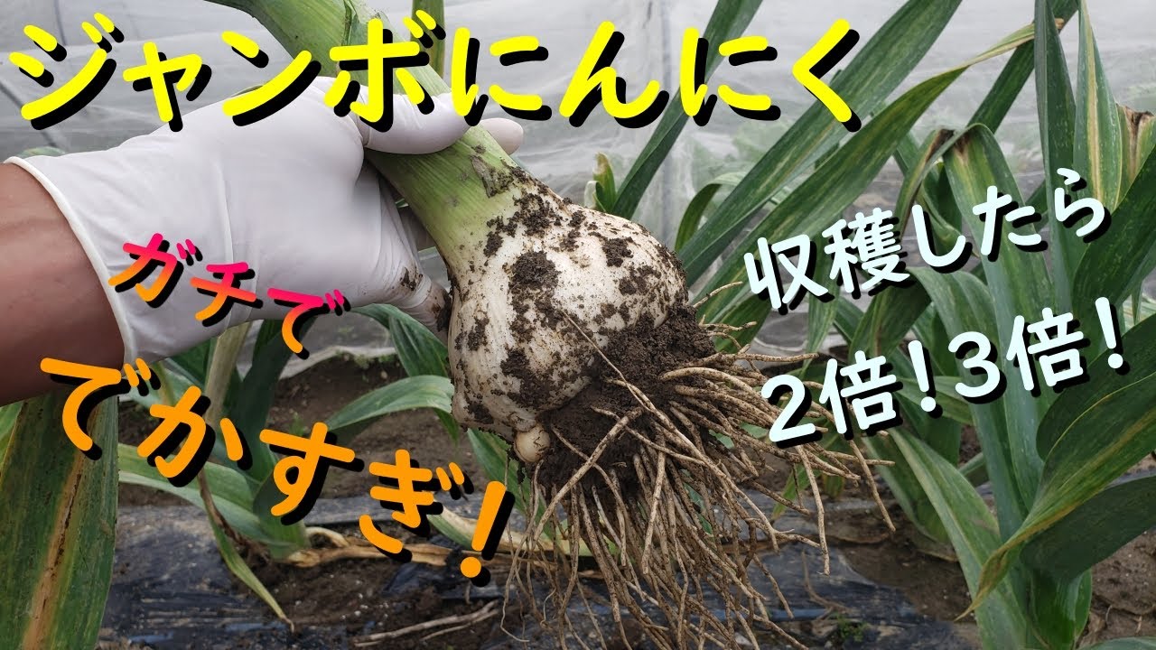 買いました 食品 兵庫県産 バラ ジャンボにんにく 10キロ 食用＆種