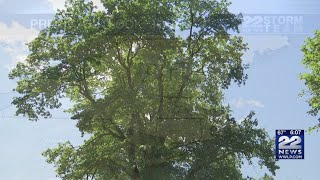 June and summer 2019 weather outlook for Western Massachusetts