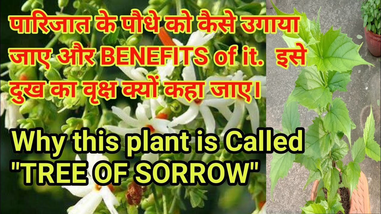 How To Grow Parijat Flower Plant Seuli Phul And Its Benefits Why It how-to-grow-parijat-flower-plant-seuli-phul-and-its-benefits-why-it
