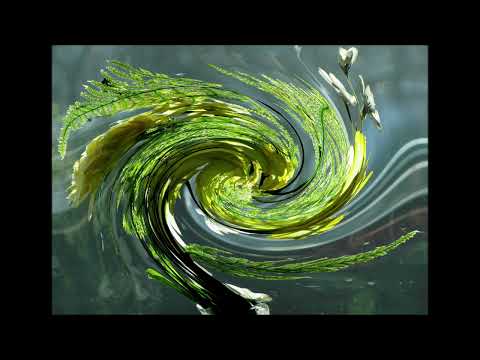 Kirka - Vain