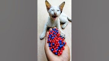 ASMR ✨ Reverse Cat Beads Satisfying Magic#shorts #cat #kitten #asmr #satisfyingvideo