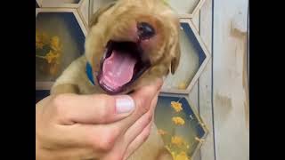 1 week baby fox RED Labrador puppies 🥹🐾🫶🏻