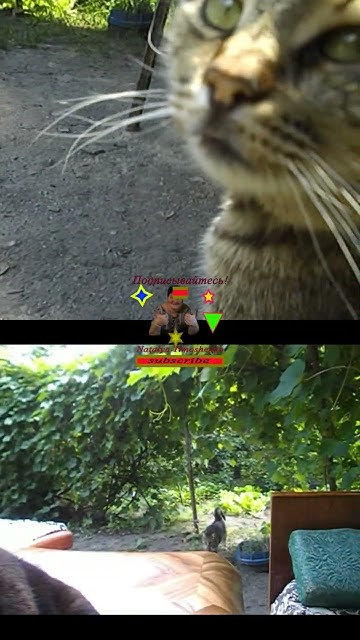 Мама Марго и ее сынцля Кот Бусинка живут в одном доме #cat #pusa #кот # ...