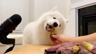 Why So Many Dogs Become Obese During The Fall And Winter  l  Sweet Potato Mukbang