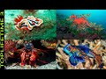 10 Animales Marinos Fabulosos