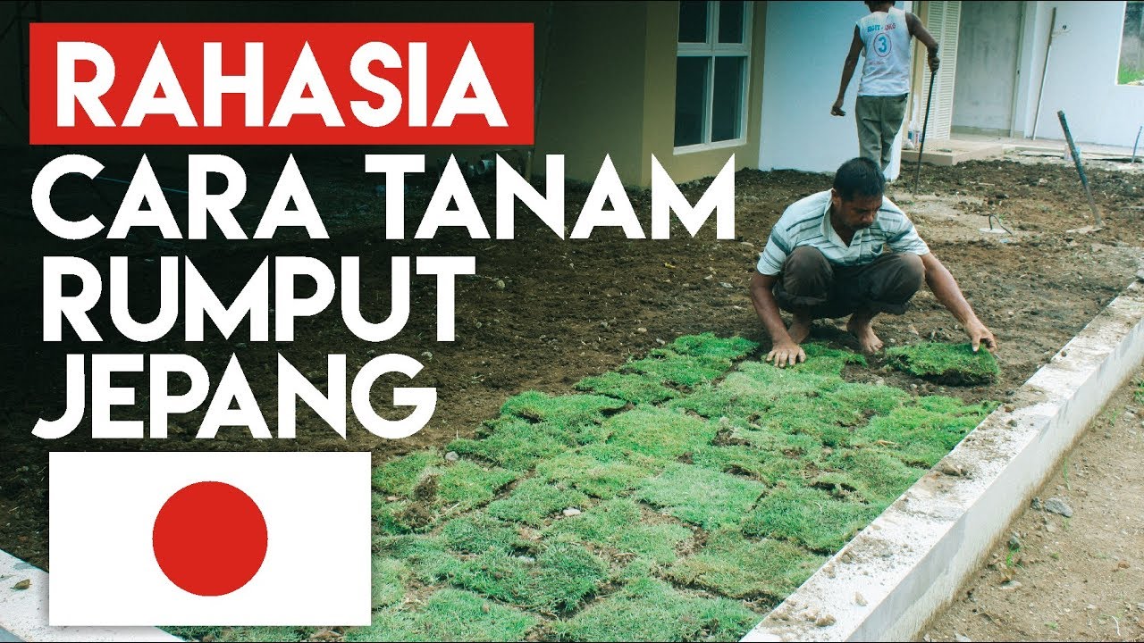 Ternyata ini Rahasia cara  menanam  rumput  jepang YouTube