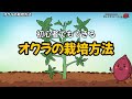 初心者でもできるオクラの栽培方法を図解でわかりやすく解説