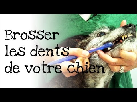 Vidéo: Brosser les dents de votre chien