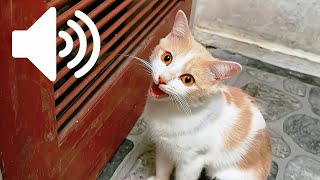 SUARA KUCING BETINA BIRAHI PANGGIL KUCING JANTAN - PRANK KUCINGMU by My Kitty Diary 939 views 1 month ago 8 minutes, 57 seconds