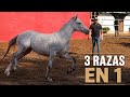 ⭐️CABALLOS FUNCIONALES La misión de Miguel Becerril y Cuadra Michell
