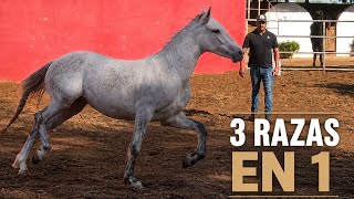 ⭐️CABALLOS FUNCIONALES La misión de Miguel Becerril y Cuadra Michell