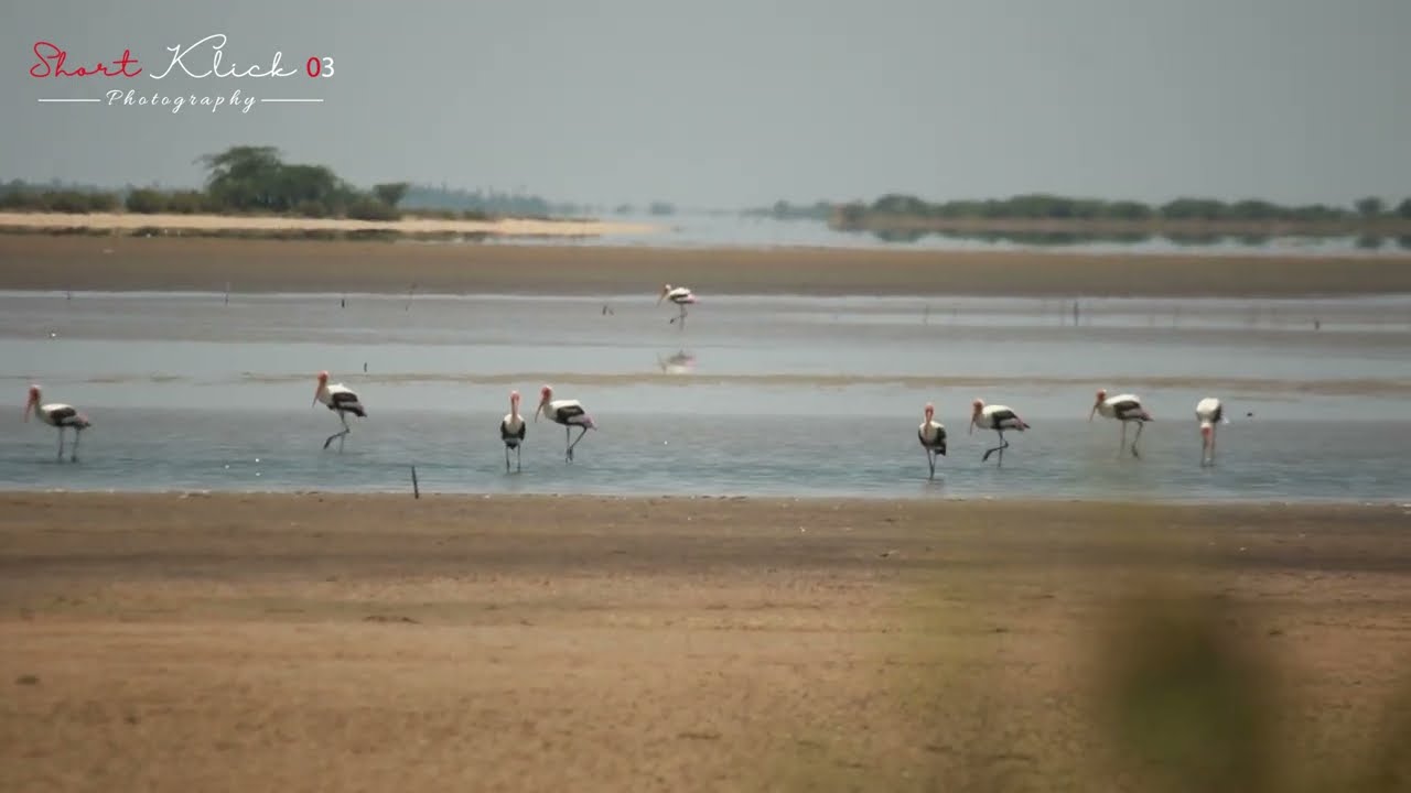 SK Short Painted Stork