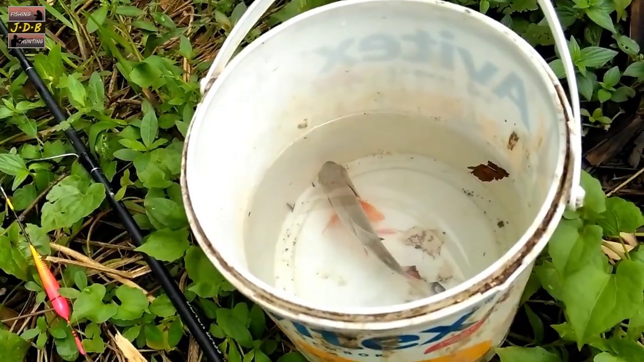 ASYIK.. @MANCING IKAN BAWAL DI SUNGAI KECIL PERSAWAHAN # Edisi Pulkam