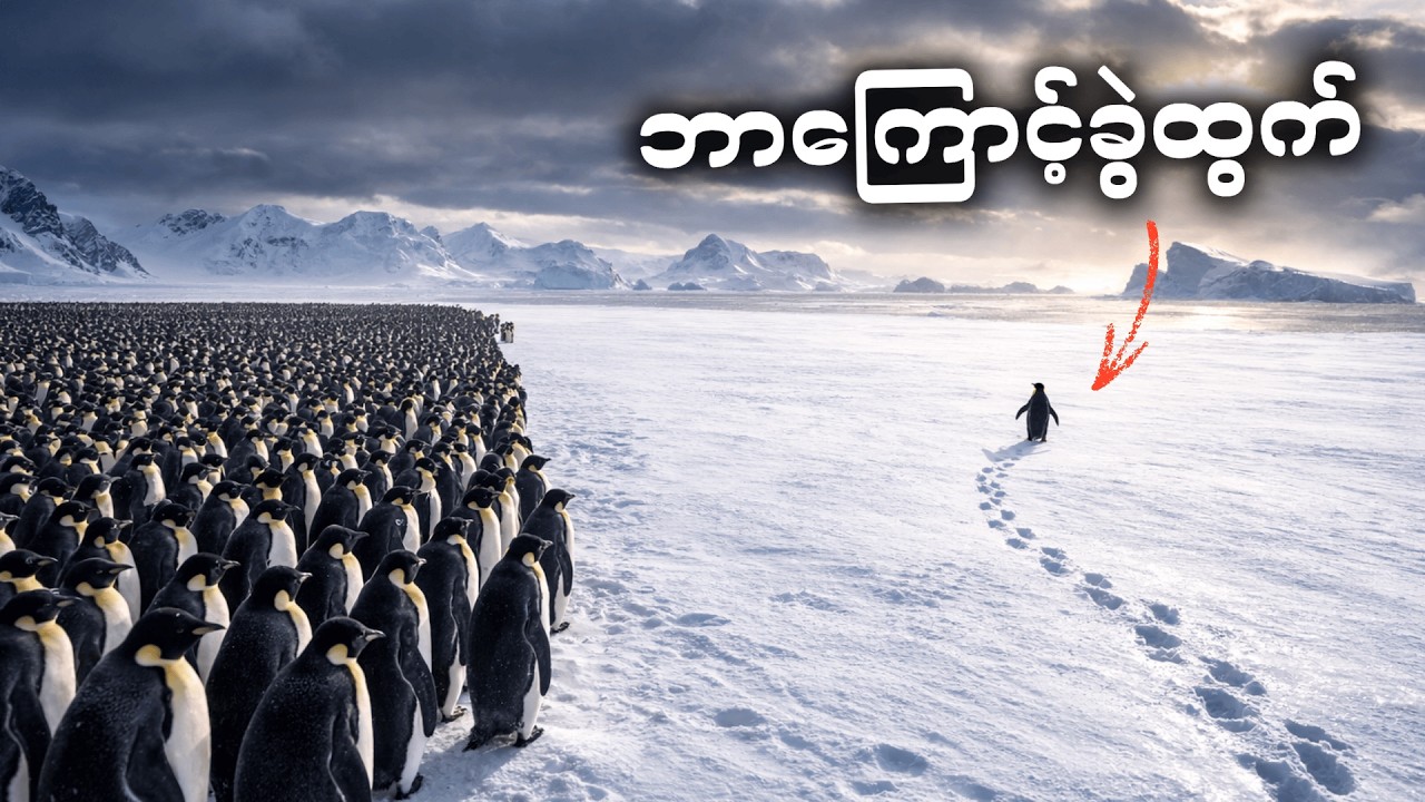 ကမ္ဘာကျော်နေသော တစ်ကောင်တည်း ခွဲထွက်သွားတဲ့ ပင်ဂွင်းရဲ့ နောက်ကြောင်း အမှန်တရား