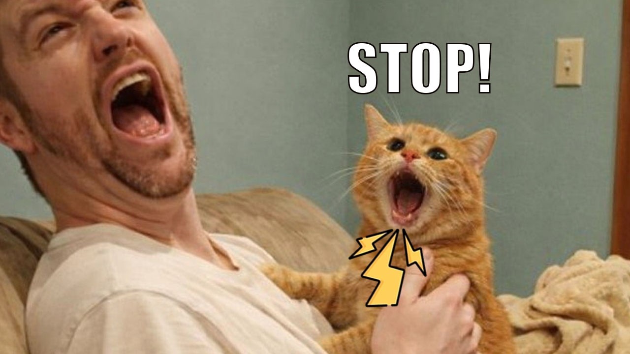 This Cat Literally Told Me To STOP 😳🐱