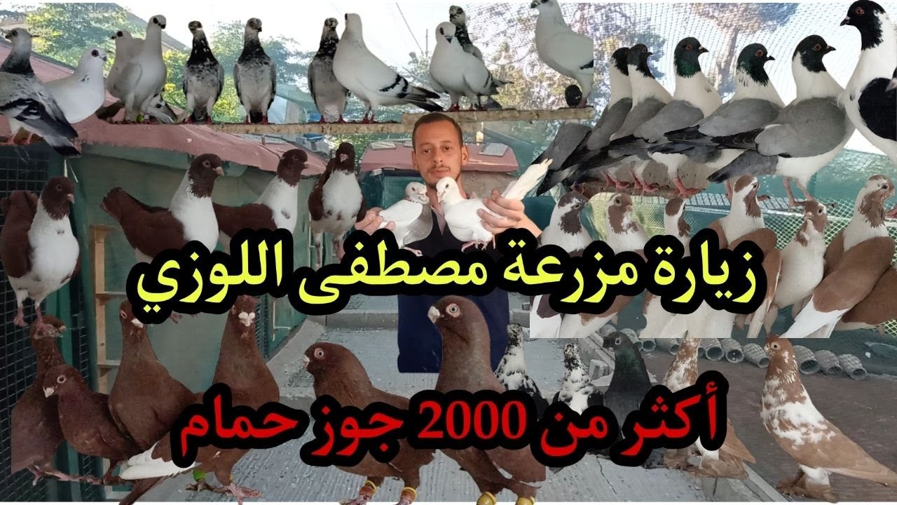 من اكبر مزارع الحمام بالاردن اكثر من 4000 طير حمام للانتاج جميع الانواع
