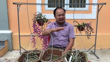 Cách trồng ky phi điệp ươm từ thân già. son cam tap 140
