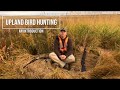 An intro to upland bird hunting