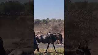 Mega wildebeest crossing at the Mara River