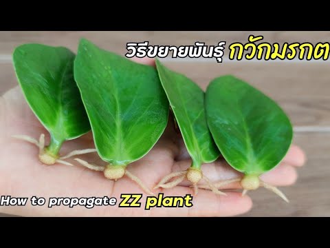 วิธีขยายพันธุ์กวักมรกต ไม้มงคลฟอกอากาศ สุดง่าย! How To Grow ZZ Plant From Stem and Leaf