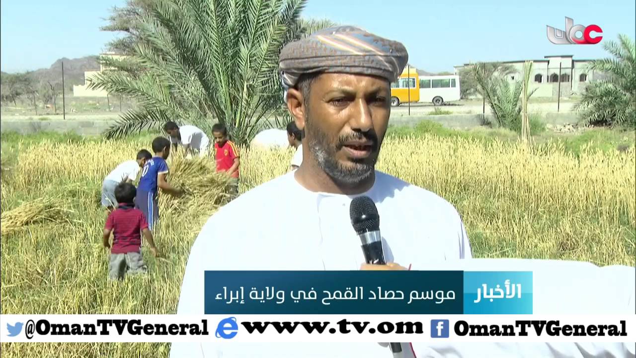 موسم حصاد القمح في ولاية إبراء