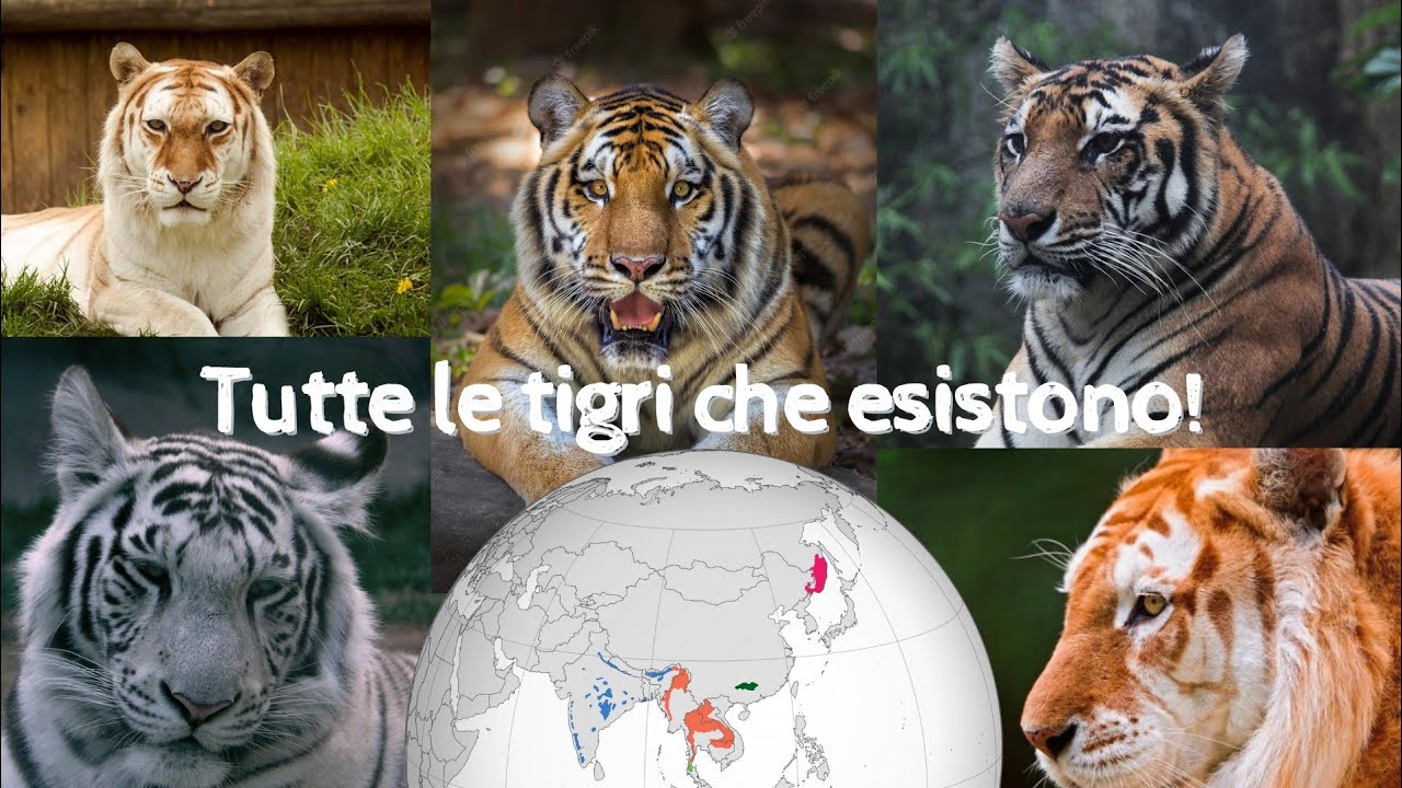 Quanti Tigri Ci Sono Al Mondo