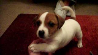 My Jack Russell Called Archy