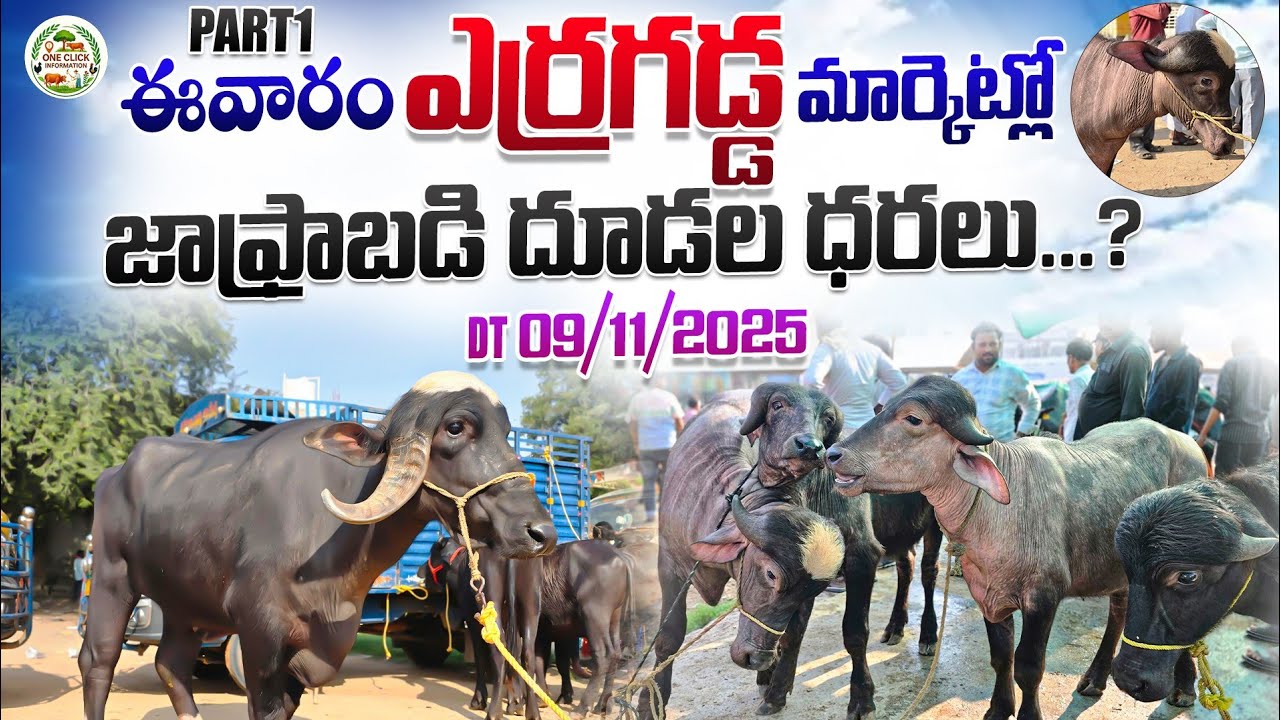 ఎర్రగడ్డ సంతలో ఈ వారం దూడల ధరలు..//Erragadda Sunday Market//erragadda buffalo market// erragadda 