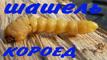 Личинки шашель как бороться (заражение древоточцем короедом, усачем, шашелем)
