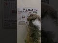 Bella reading newspaper 🤣 #funnypets #funnydog #funny #shihtzu #shihtzulife