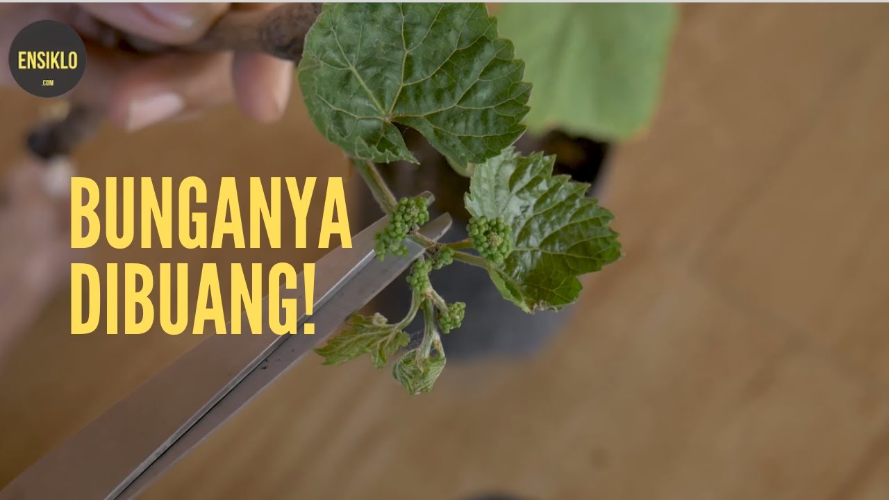 Memindahkan Stek Anggur Hasil Semai Air ke Media Tanam