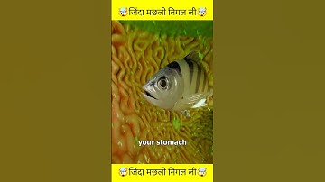 What Happens If You Swallow a Live Fish? 🐟😱 #fact