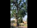 felling of the giant Locust Tree, a stones throw from Senator George Norris home, on Norris Avenue.