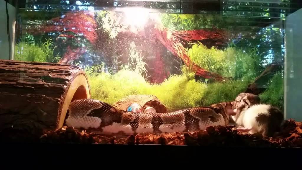 Ball Python Eating Live Rat - YouTube