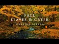 揖保川源流 と 散紅葉の渓谷 │ Fall leaves and creek │ Relaxing Stream & Music / ASMR