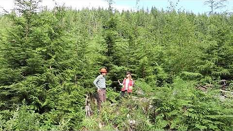 Forest Regeneration, what is  "Free Growing"