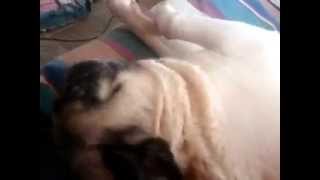 a happy pug is a snorting pug