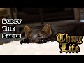 Домашний соболь Бадди ворует сливу | Buddy the sable is stealing the plum!