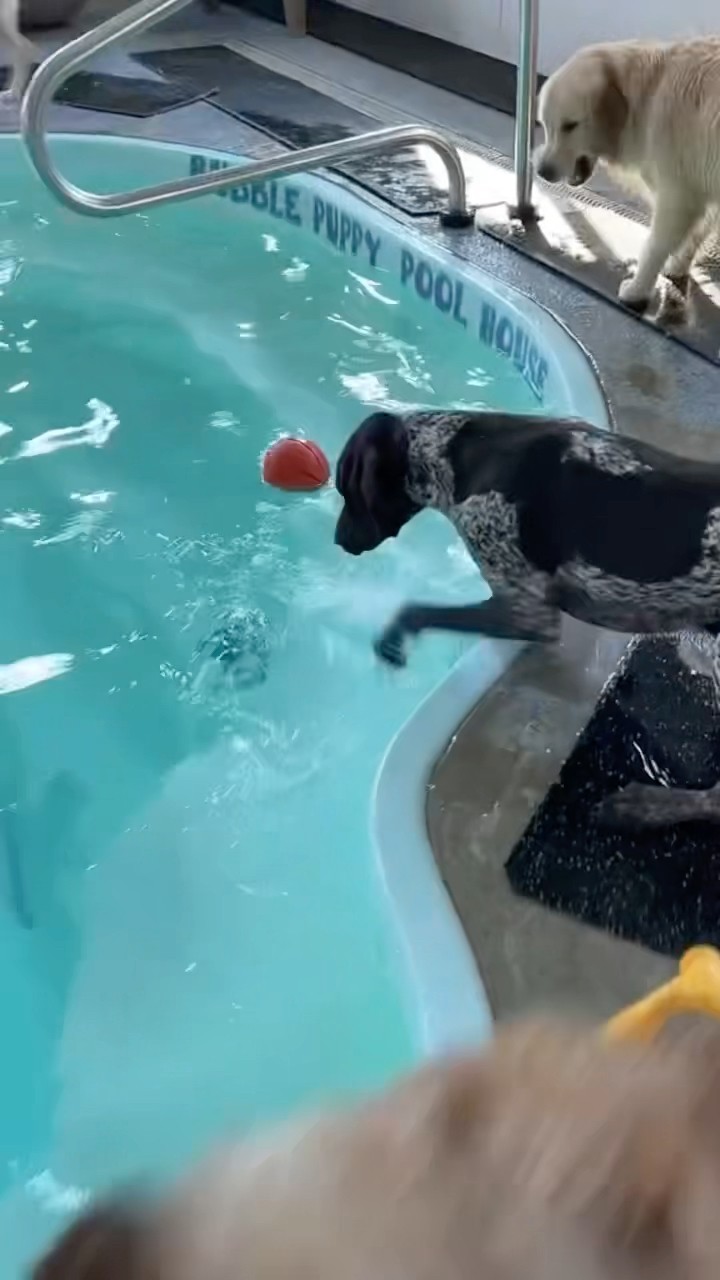 #JasonDeruloTV // Dog Daycare ? #GotPermissionToPost From TT @bubblepuppyplayhouse #GladUCame