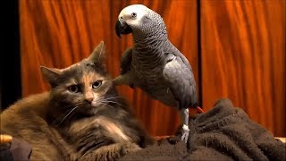 🐱 CAT AND PARROT 🐦 FUNNY CATS COMPILATION by Lulunolly 7,374 views 5 years ago 6 minutes, 4 seconds